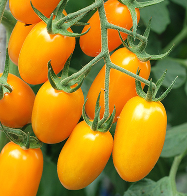 EXCEPTIONAL and SWEET! Cuban Golden Grape Tomato seeds 10 